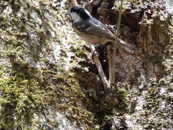 Coal Tit 西臼塚 Sat, 4/23/2022