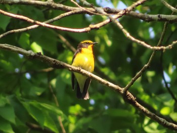 2022年5月4日(水) 多摩森林科学園の野鳥観察記録