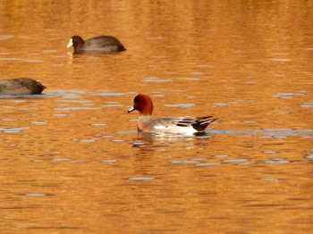 Eurasian Wigeon 宮ヶ瀬湖 Wed, 11/29/2017