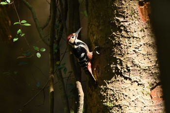 Wed, 5/4/2022 Birding report at 奥多摩