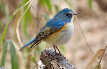 2022年2月4日(金) 秋ヶ瀬公園の野鳥観察記録