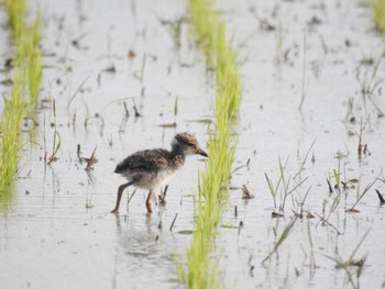 Grey-headed Lapwing 徳島市川内町 Wed, 5/4/2022