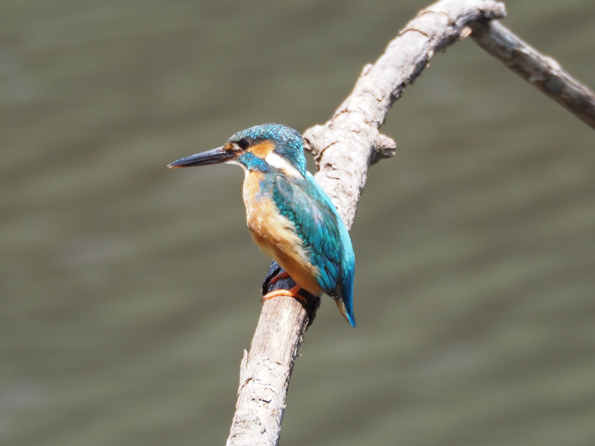 Common Kingfisher