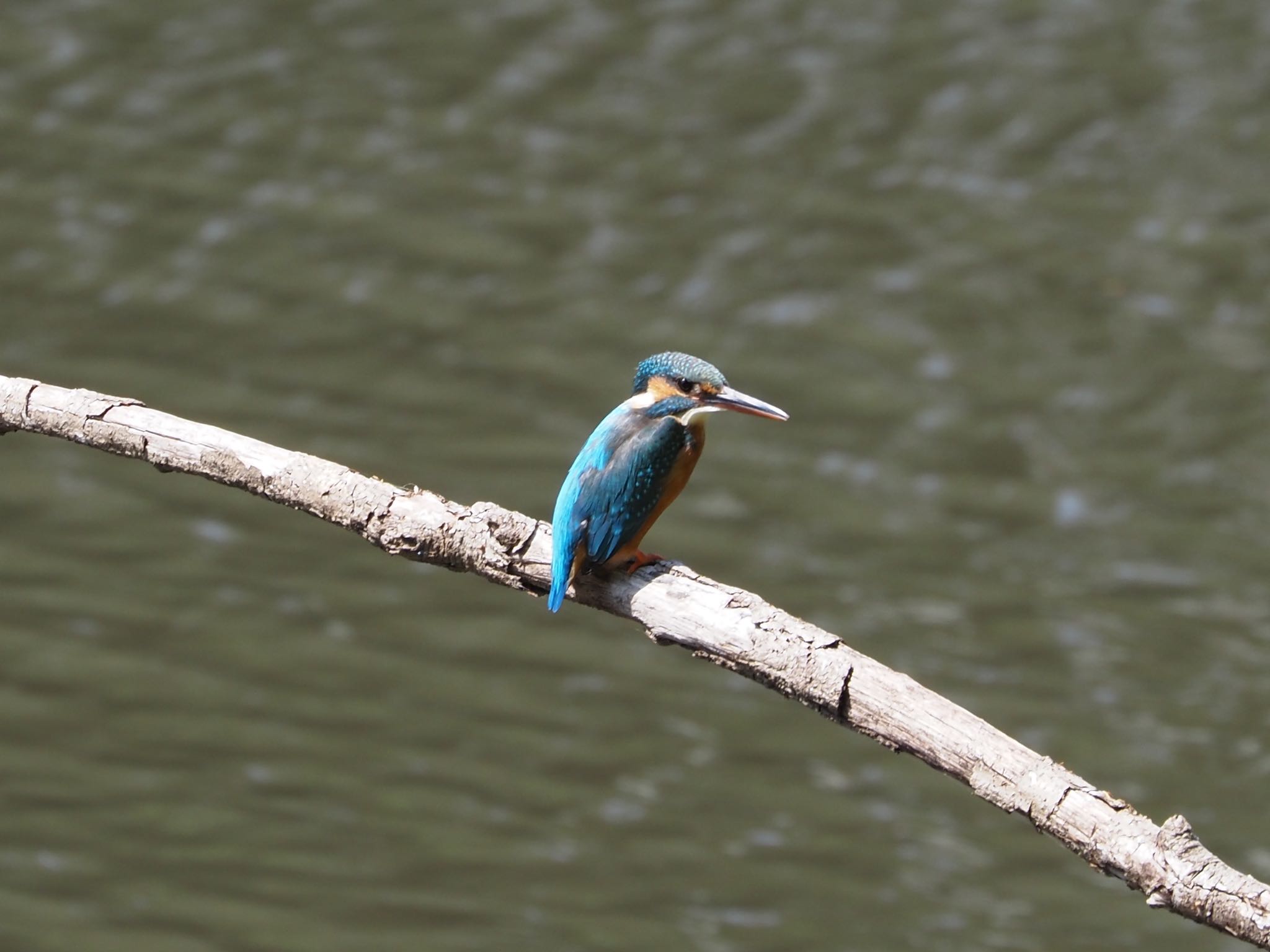 Common Kingfisher