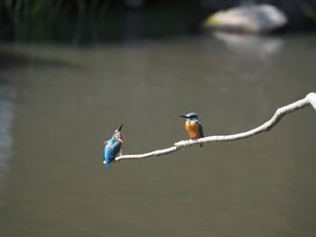 カワセミ 四季の森公園(横浜市緑区) 2022年5月4日(水)