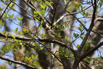 Eastern Crowned Warbler 十里木高原 Wed, 5/4/2022