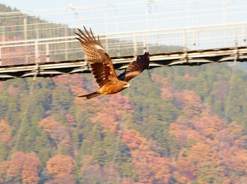 トビ 宮ヶ瀬湖 2017年11月29日(水)