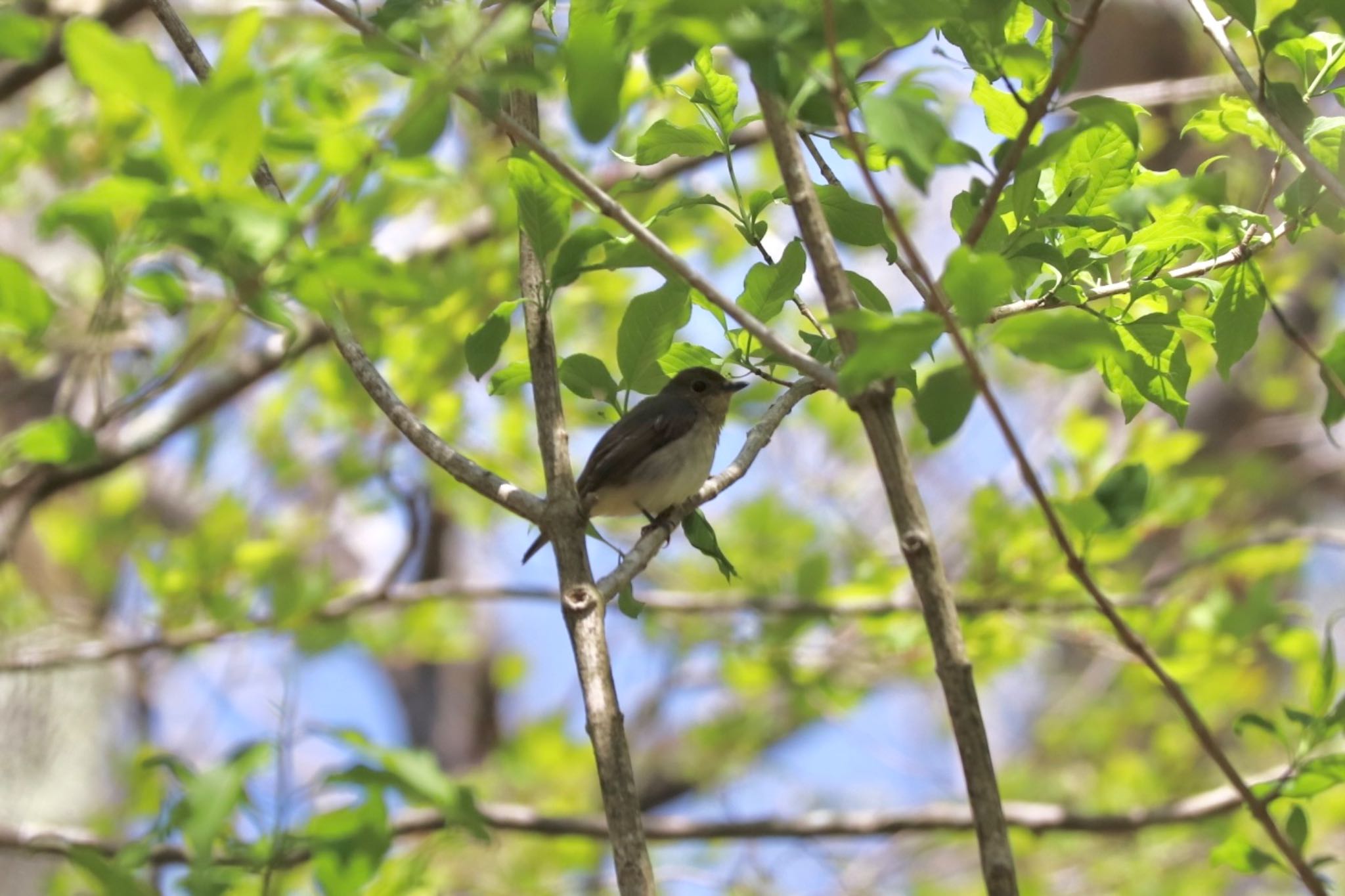 Photo of Narcissus Flycatcher at 十里木高原 by monsuke