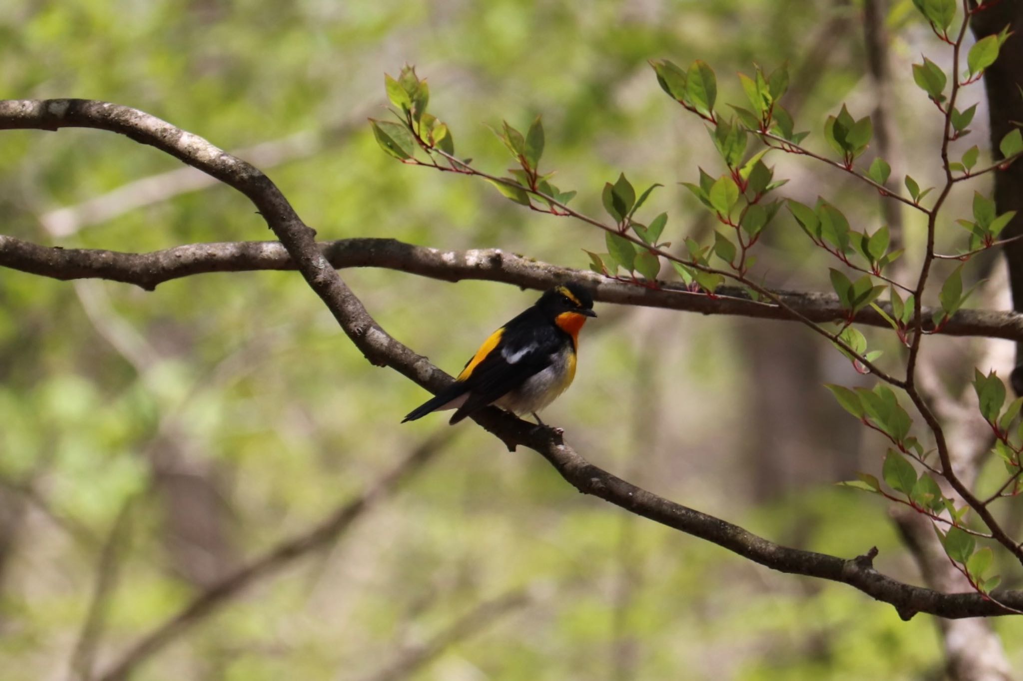 Narcissus Flycatcher