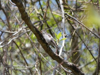 Asian Brown Flycatcher 十里木高原 Wed, 5/4/2022