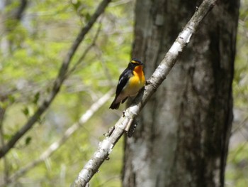 Narcissus Flycatcher 十里木高原 Wed, 5/4/2022