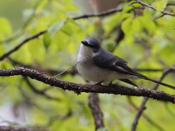 2022年5月3日(火) 軽井沢野鳥の森の野鳥観察記録