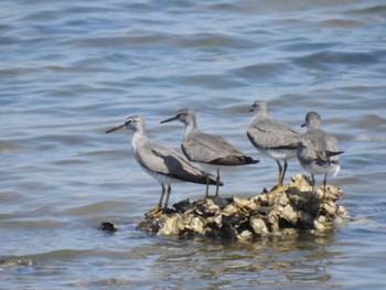 Grey-tailed Tattler Shiokawa Tidalflat Wed, 5/4/2022