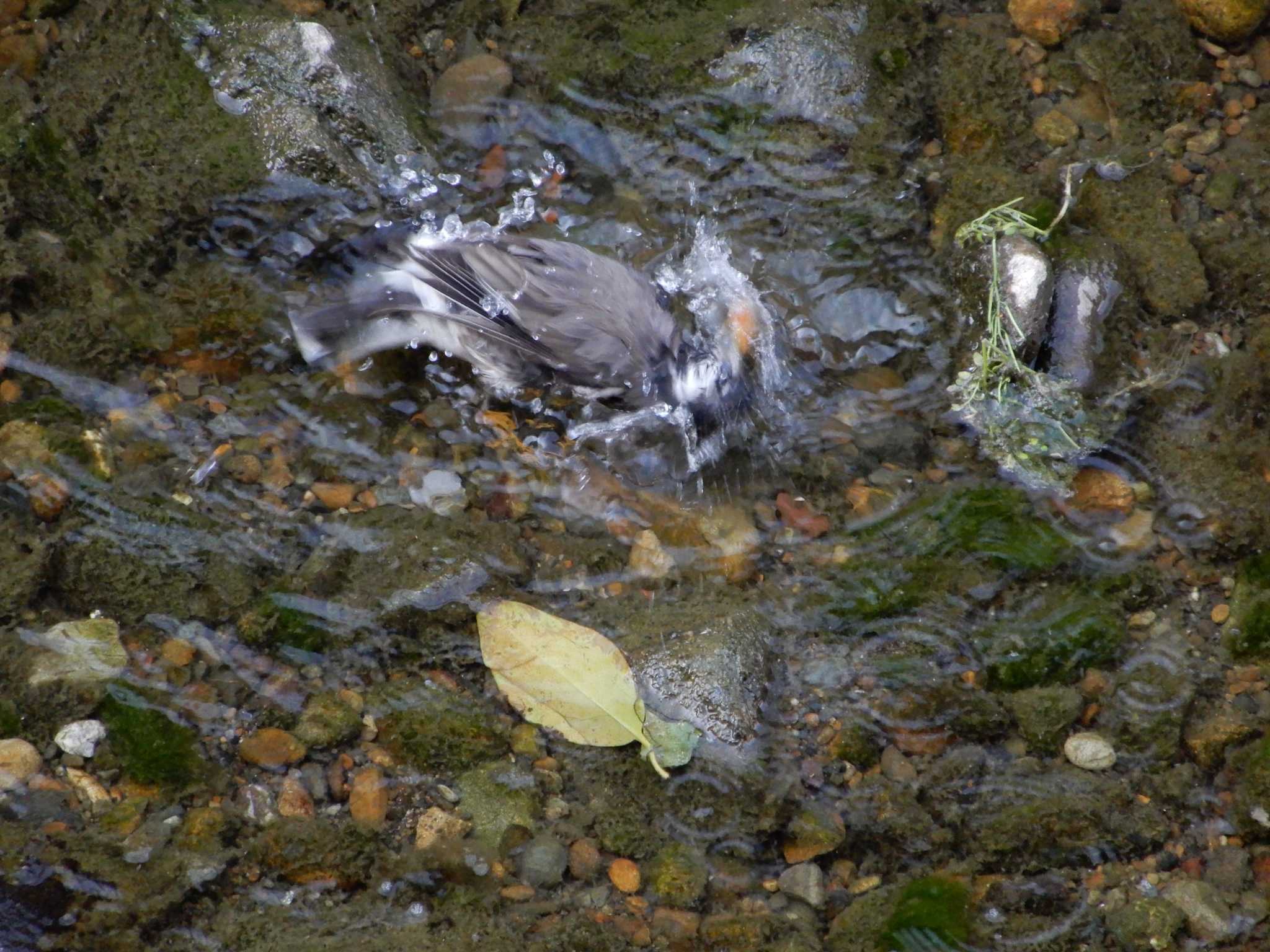 平和の森公園、妙正寺川 ムクドリの写真 by woodnote1957