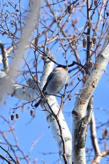 Eurasian Bullfinch Nishioka Park Sun, 2/13/2022