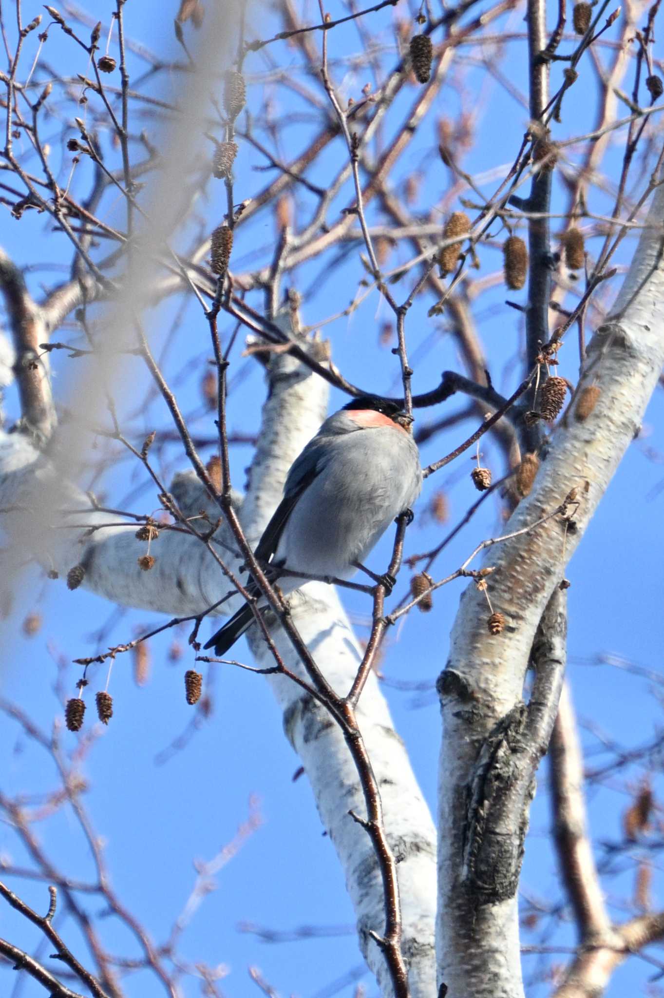 Photo of Eurasian Bullfinch at Nishioka Park by North* Star*