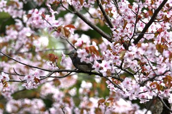 ヒヨドリ 豊平公園(札幌市) 2022年5月2日(月)