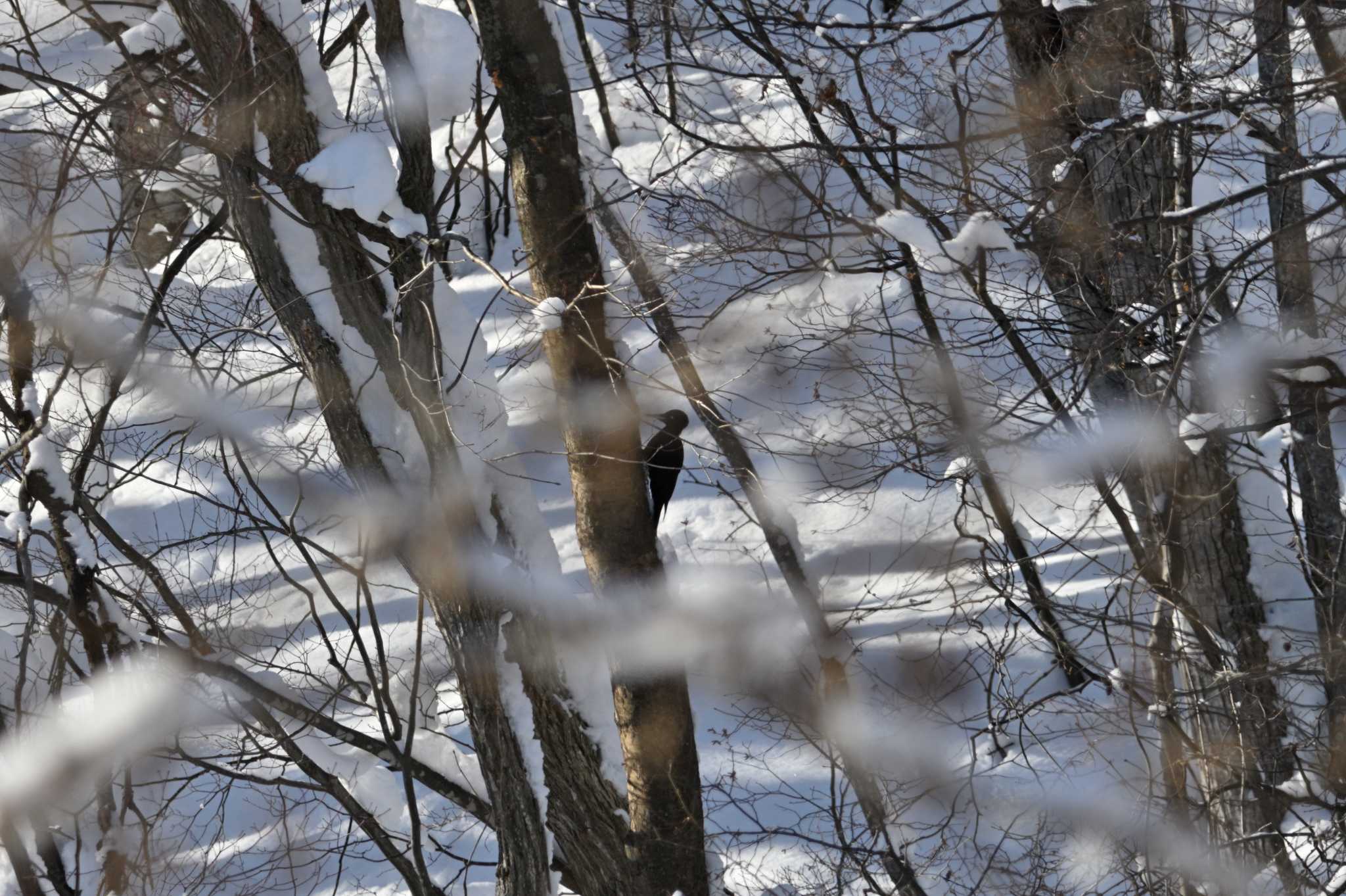 Photo of Black Woodpecker at Makomanai Park by North* Star*