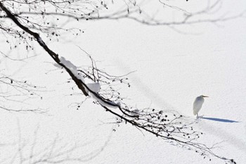 Great Egret Nishioka Park Sun, 1/23/2022