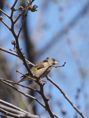 Grey-capped Greenfinch 前田森林公園(札幌市) Wed, 5/4/2022