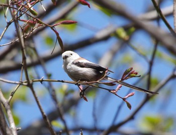 Long-tailed tit(japonicus) 前田森林公園(札幌市) Wed, 5/4/2022