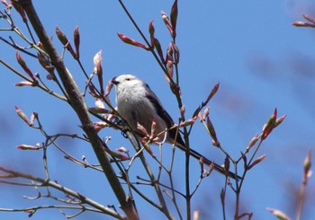 Long-tailed tit(japonicus) 前田森林公園(札幌市) Wed, 5/4/2022