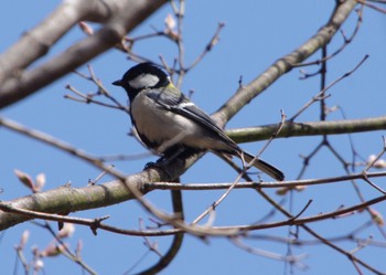 Japanese Tit 前田森林公園(札幌市) Wed, 5/4/2022