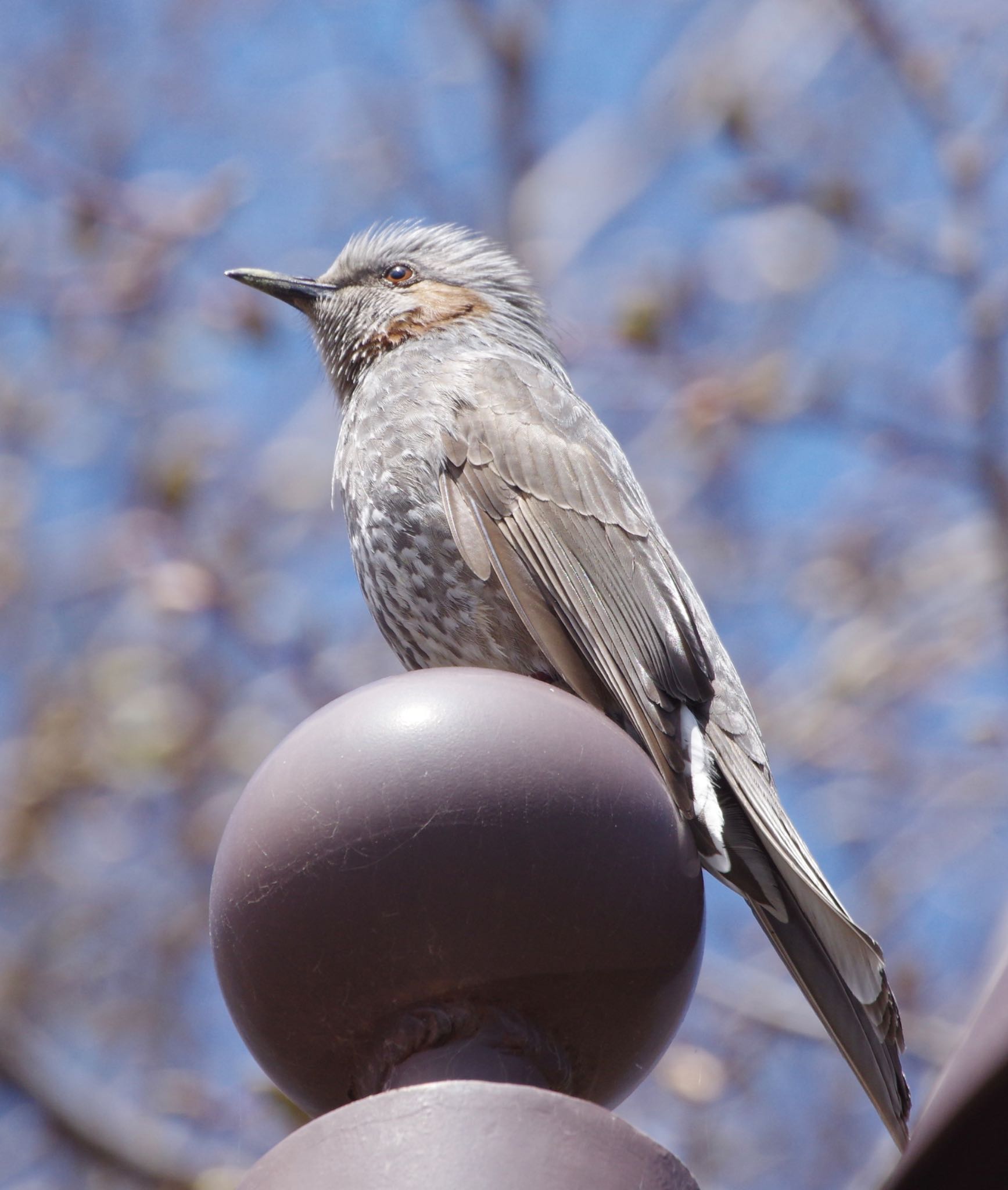 前田森林公園(札幌市) ヒヨドリの写真 by ミヤザキ