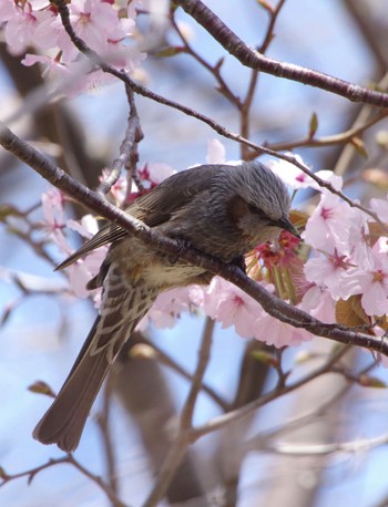 ヒヨドリ 前田森林公園(札幌市) 2022年5月4日(水)