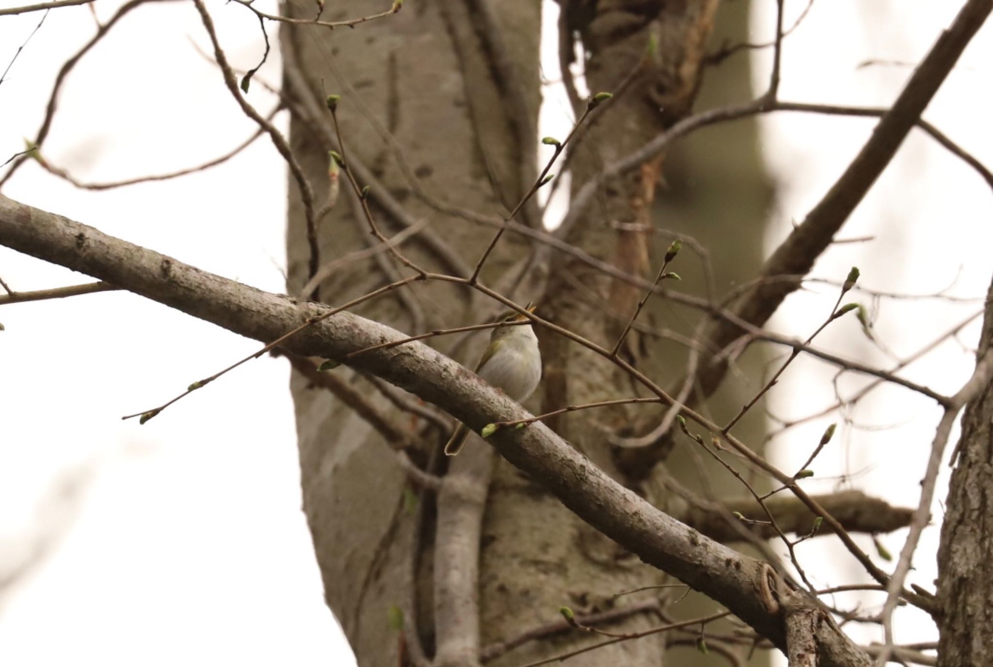 Eastern Crowned Warbler