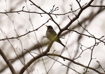 クロツグミ 青葉公園(千歳市) 2022年5月4日(水)