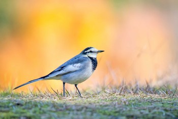 White Wagtail Akashi Park Mon, 11/27/2017