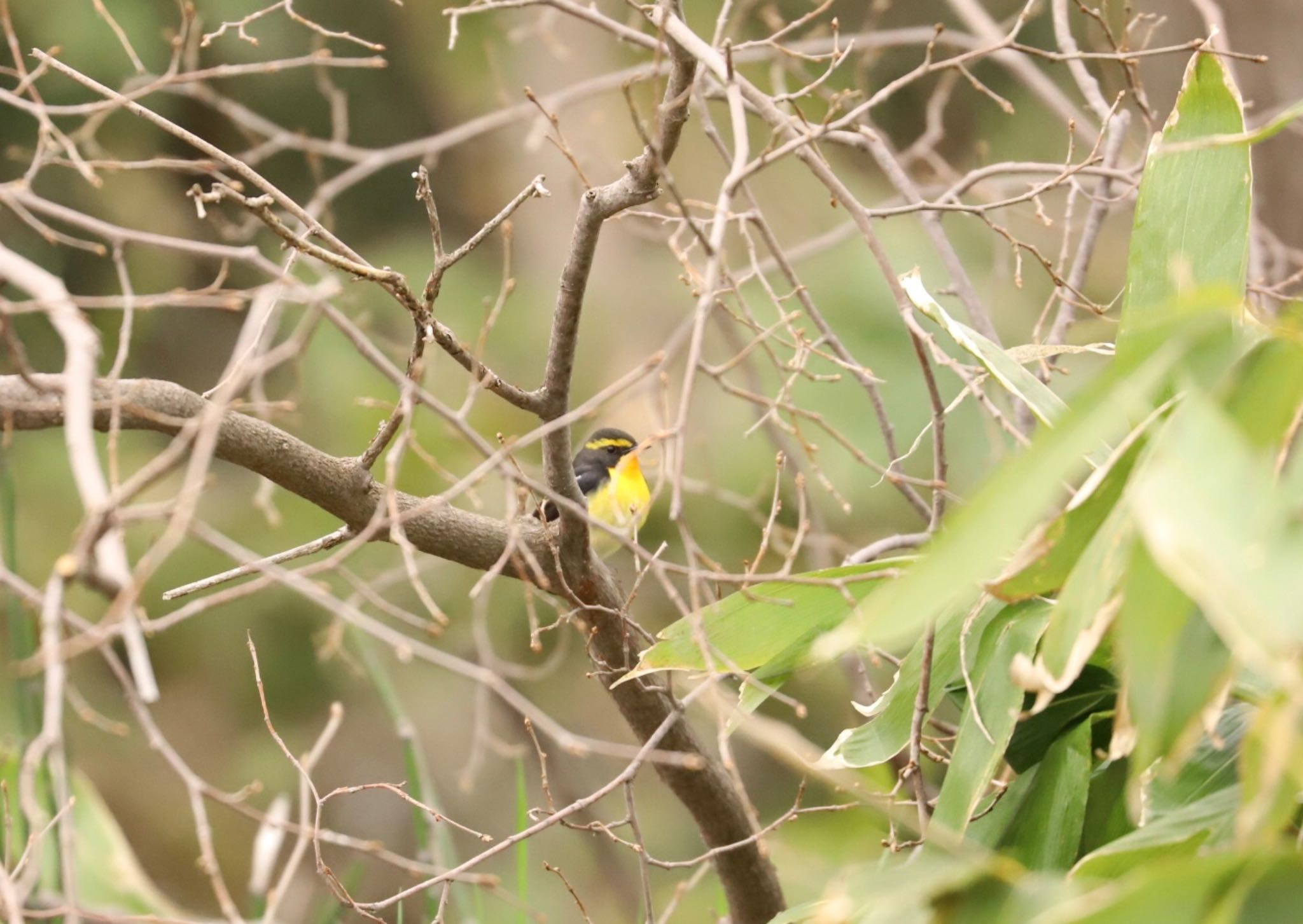 Narcissus Flycatcher