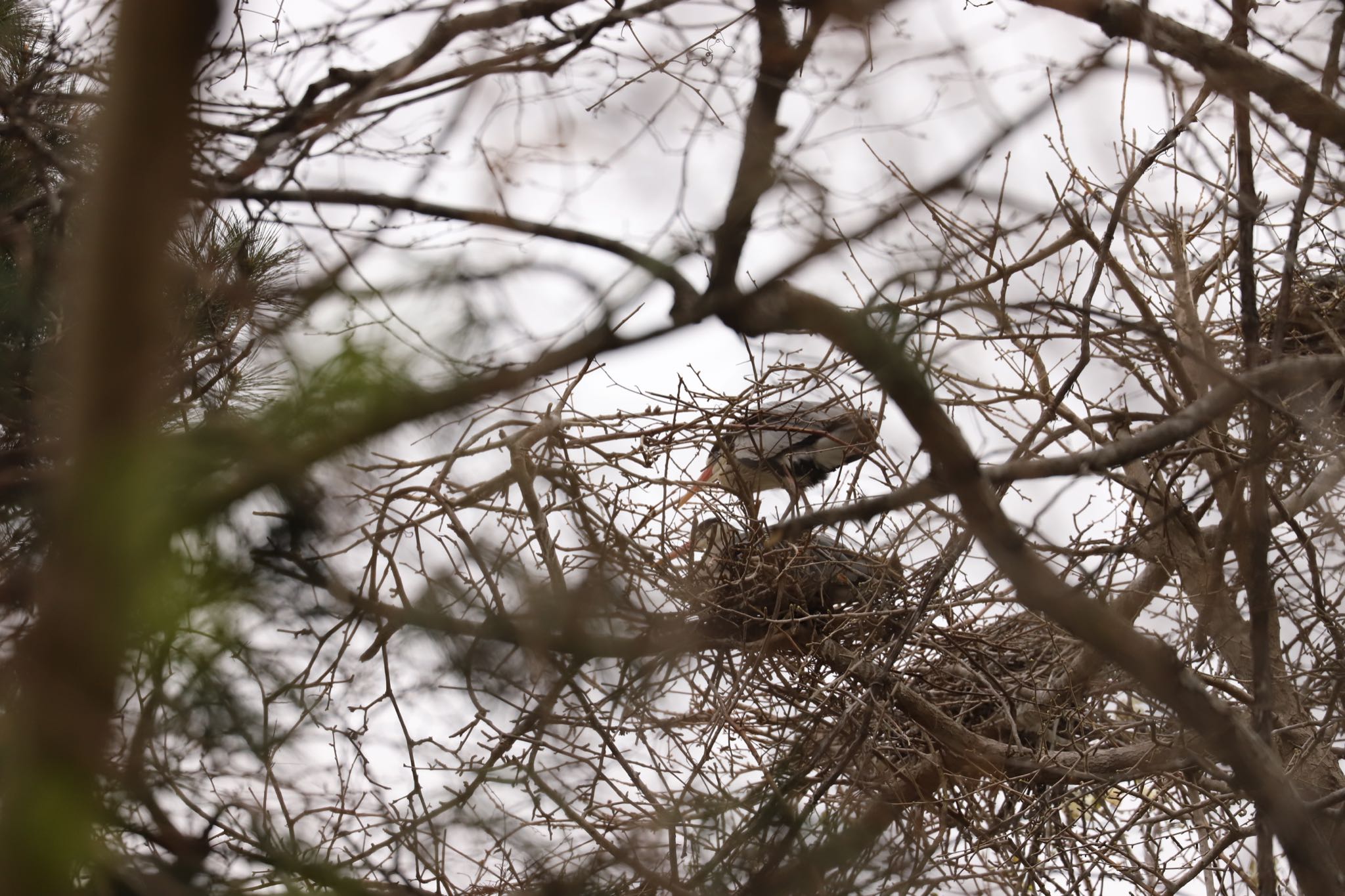 Grey Heron