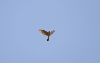 Wed, 5/4/2022 Birding report at 北広島レクリエーションの森