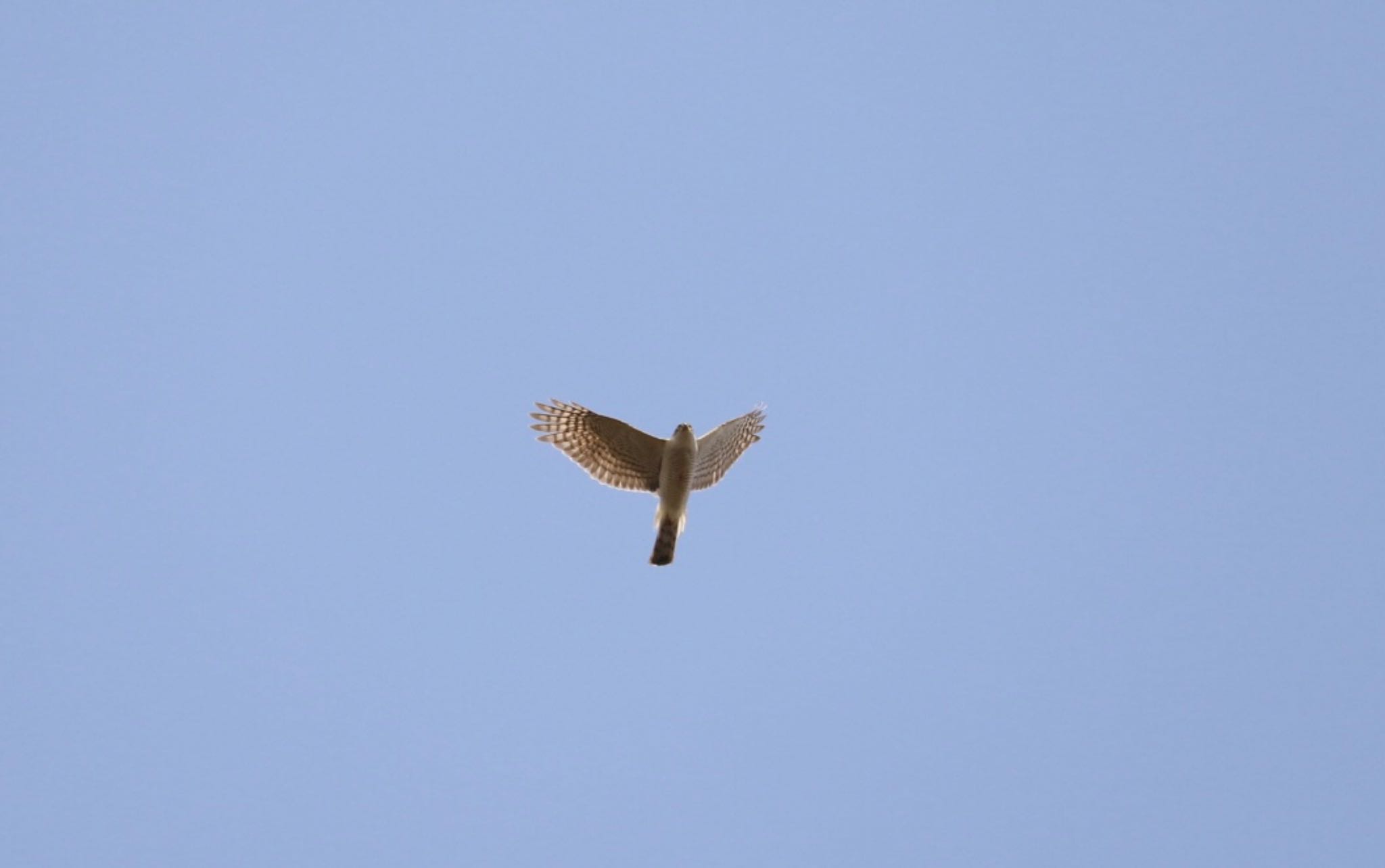 Eurasian Sparrowhawk