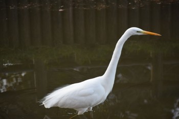 ダイサギ 見沼氷川公園 2020年2月24日(月)