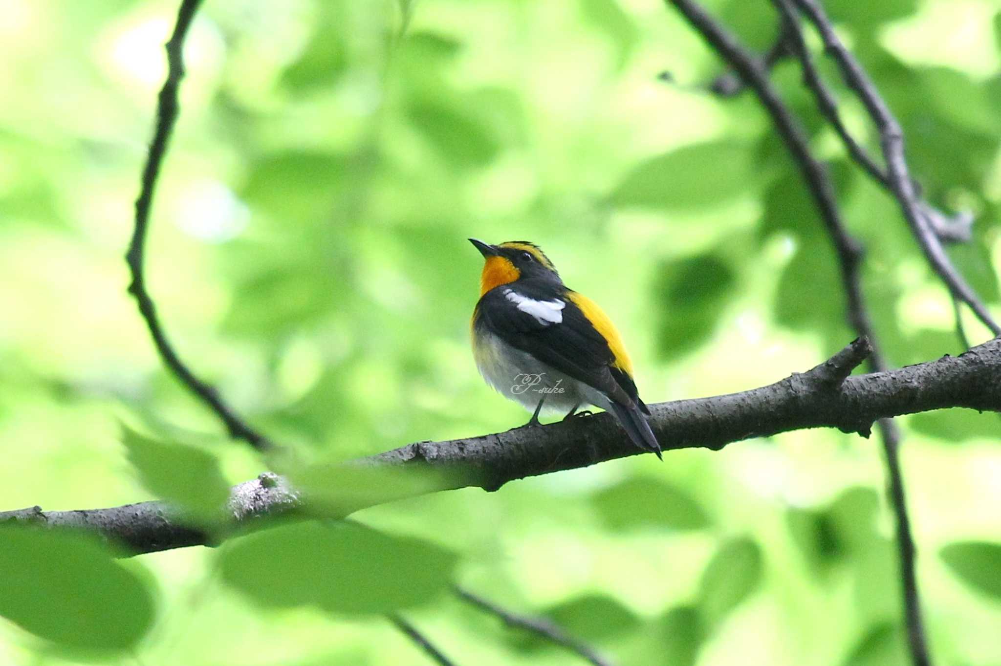 Photo of Narcissus Flycatcher at Chikozan Park by ピースケ