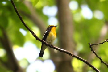 Narcissus Flycatcher Chikozan Park Mon, 5/2/2022