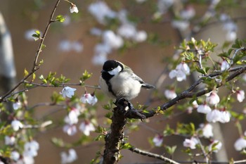 Japanese Tit Yanagisawa Pass Tue, 5/3/2022