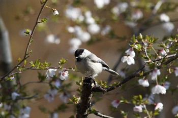 Willow Tit Yanagisawa Pass Tue, 5/3/2022