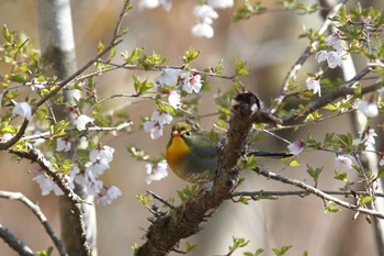 Red-billed Leiothrix Yanagisawa Pass Tue, 5/3/2022