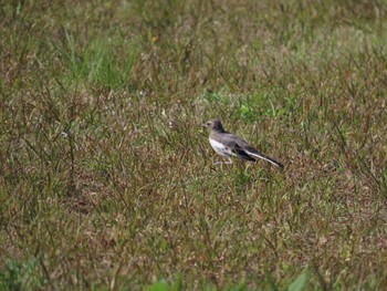 2022年5月4日(水) 大羽根緑地の野鳥観察記録