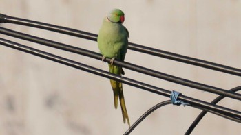 Indian Rose-necked Parakeet 多摩川台公園 Wed, 5/4/2022