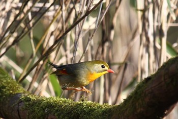 Red-billed Leiothrix Yanagisawa Pass Tue, 5/3/2022