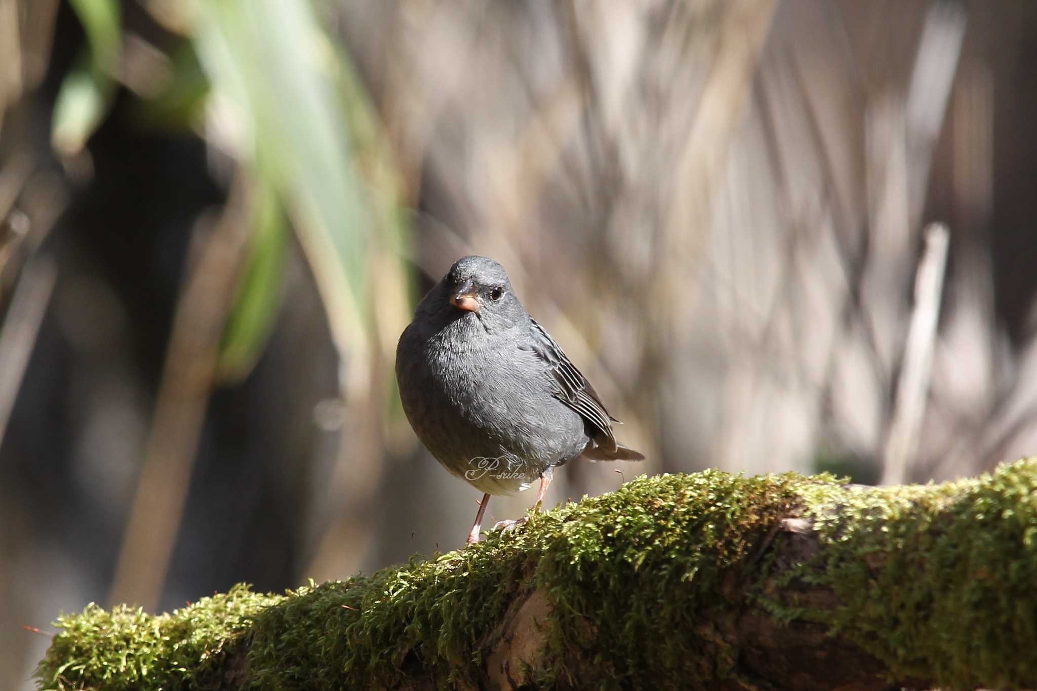 Photo of Grey Bunting at Yanagisawa Pass by ピースケ