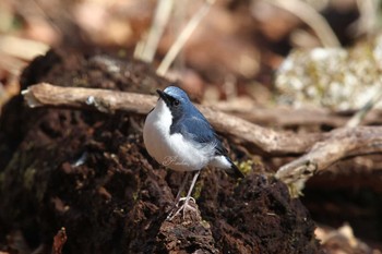 Siberian Blue Robin Yanagisawa Pass Tue, 5/3/2022