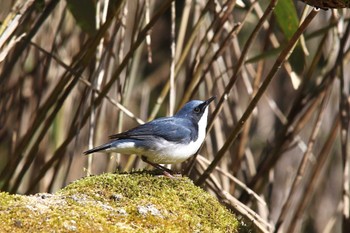 Siberian Blue Robin Yanagisawa Pass Tue, 5/3/2022