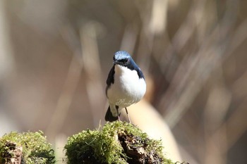 Siberian Blue Robin Yanagisawa Pass Tue, 5/3/2022