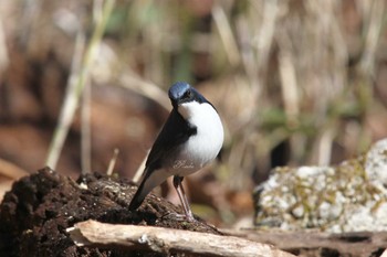 Siberian Blue Robin Yanagisawa Pass Tue, 5/3/2022